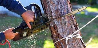 How Our Tree Care Process Works  in  Willoughby Hills, OH