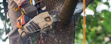 Best Tree Trimming and Pruning  in Willoughby Hills, OH