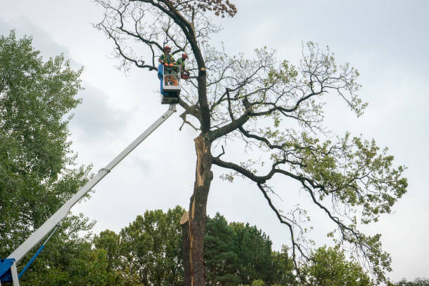 Best Seasonal Cleanup (Spring/Fall)  in Willoughby Hills, OH