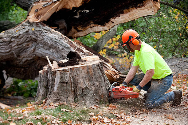 Best Hazardous Tree Removal  in Willoughby Hills, OH