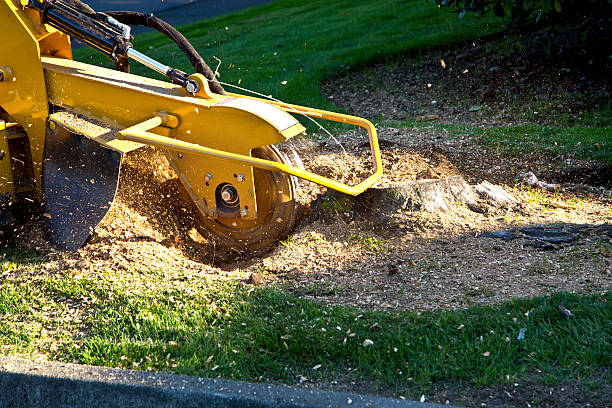 Best Hedge Trimming  in Willoughby Hills, OH